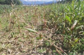 Campo di grano raso al suolo dai cinghiali: «E ora chi paga?»