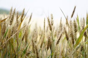 Terreni comunali agli imprenditori agricoli, approvato il nuovo bando