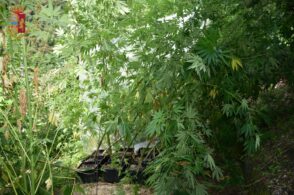 A casa una coltivazione di marijuana. Arresto per due feltrini