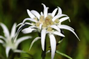 Dal cielo alla montagna: la leggenda della stella alpina