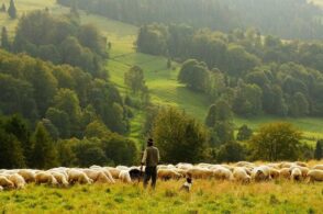 «Convivere col lupo è possibile. Le predazioni? Responsabilità politica»