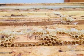Corso di apicoltura: nove lezioni teoriche e pratiche
