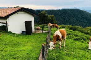 Una giornata in alpeggio, torna “Malghe tra Miane e Borgo Valbelluna”