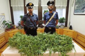 In casa aveva 6 piante di cannabis alte 2 metri: scatta la denuncia