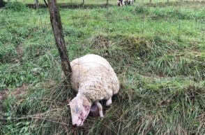 Quattro pecore sbranate: ennesima predazione a Stabie