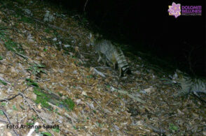 Il gatto selvatico scorazza nel Parco,  serata sulle ricerche scientifiche