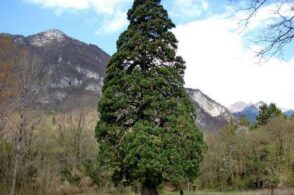 Sequoia di Faè e lago di Santa Croce: due escursioni con Boranga