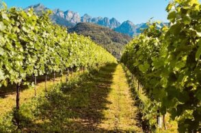 Buone nuove per il vino bellunese: via libera dell’Ue alle varietà resistenti