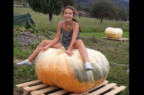 Una zucca da record coltivata a Giazzoi: pesa quasi 250 kg