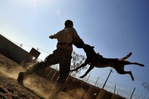 Aperte le iscrizioni al corso per cani morsicatori