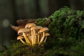 Va a funghi ma si perde: 83enne ritrovato dal Soccorso alpino