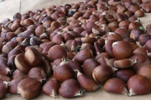 Su il sipario sulle castagne: per due weekend è “Festa dei moroni”