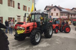 Il lupo fa paura: 140 pecore mangiate in Alpago negli ultimi dieci mesi