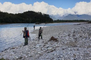 Migliaia di chilometri per pescare sul Piave: il turismo canna e lenza funziona