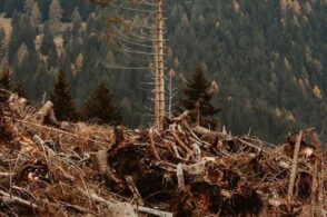 Vaia, cinque anni dopo: «Distruzione, ma anche ricostruzione»