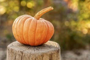 Il “mangiar dei maiali” diventato un’eccellenza: sua maestà la zucca