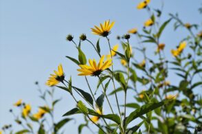 Girasole d’autunno, dal sapore di carciofo. Il topinambur fa brillare le grave del Piave