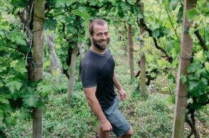 Vigneti biologici da premio: medaglia d’oro in Germania per le bottiglie De Bacco