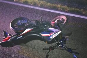 Cinghiale centrato da una moto: feriti i centauri, muore l’animale