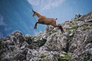 Studio del camoscio sul Monte Grappa, presentati i primi risultati del progetto con Uniss