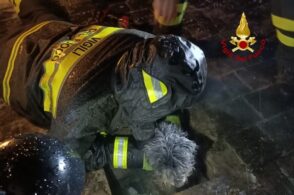 Cagnolino cade in un pozzetto: salvato dai vigili del fuoco