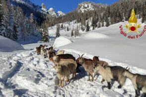 In azione nella neve: i pompieri soccorrono un gregge di capre