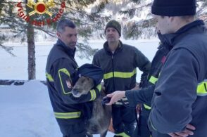 Cervo in difficoltà nel lago ghiacciato, lo salvano i pompieri