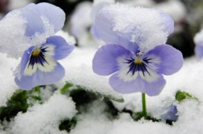 Un tocco di primavera nel cuore dell’inverno: è San Sebastiano