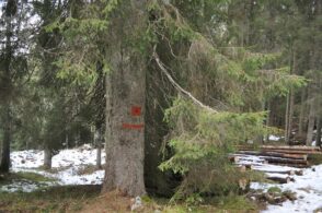 Foreste a marchio sostenibile: avanza il legname certificato made in Belluno