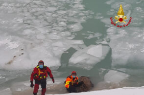 Auronzo, carcassa di cervo recuperata dal lago