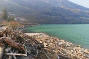 Detriti nel lago di Santa Croce: gran parte del materiale è spiaggiato
