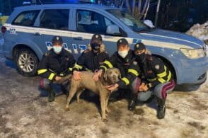 Solo e infreddolito per strada: labrador salvato dagli agenti di Polizia