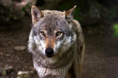 Lupo in viaggio: dal Bellunese all’Austria, il lungo percorso di Mirco