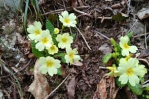 Dal gelo e ghiaccio alla vita che rinasce: la leggenda della primula