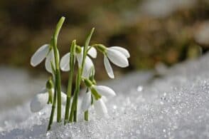 Una lacrima sul terreno innevato: Bucaneve e la principessa Primavera