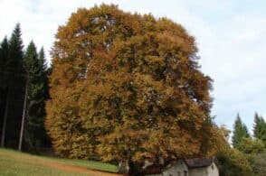 Gli alberi monumentali del Bellunese: li racconta il “cercatore di giganti verdi”