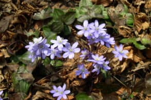 Bianco o viola: il fiore del vento che annuncia la primavera