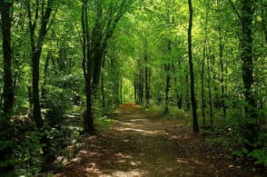 Meno burocrazia per la gestione dei boschi: «Rilanciamo la filiera del legno»