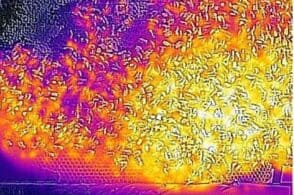 Termoregolazione dell’alveare: ecco come le api si riparano dal freddo
