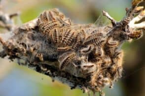 Pericolo lepidotteri al parco Villa Clizia e lungo la ciclabile: interviene l’Unione montana