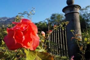 300 piante che raccontano storie del territorio: il giardino delle rose di Seravella