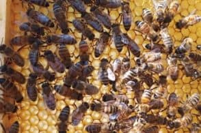 Nettare e polline scarseggiano per colpa del freddo: «Salviamo le api»