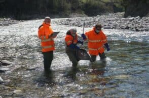 Controllo qualità sul torrente Cismon: piccoli animali acquatici aiutano i tecnici Arpav