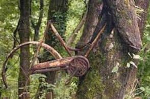 Il castagno e la bicicletta in un abbraccio perenne: la natura diventa arte
