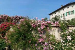 Rassegna delle rose al Museo etnografico. La fioritura continua fino a metà giugno