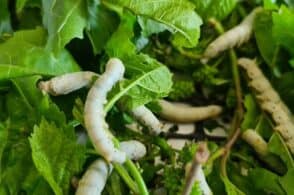 Dalla “Via della seta” alle sistemazioni forestali, focus ad Agrimont