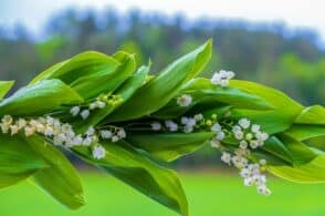 La leggenda del mughetto: il fiore di maggio simbolo di felicità