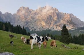 Emergenza siccità, per malghe e alpeggio la stagione è già finita