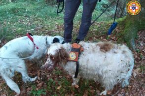Erano bloccati in una forra: portati in salvo due cani