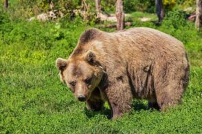 Il timore dei pastori e l’uomo di fede: la leggenda dell’orso di Auronzo